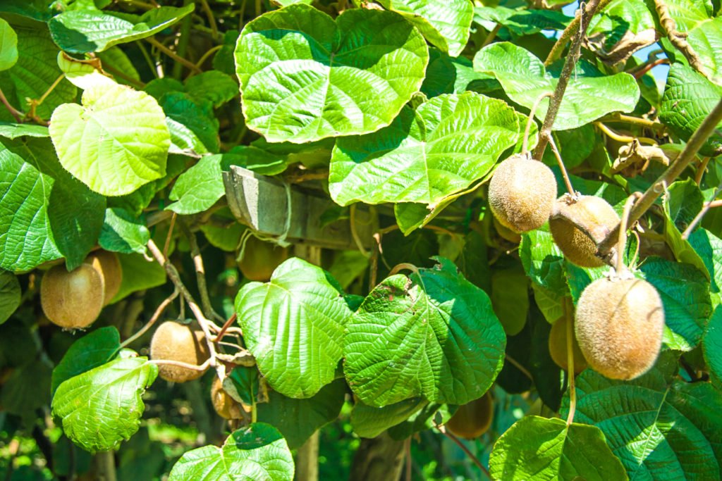 Hongyang Kiwi