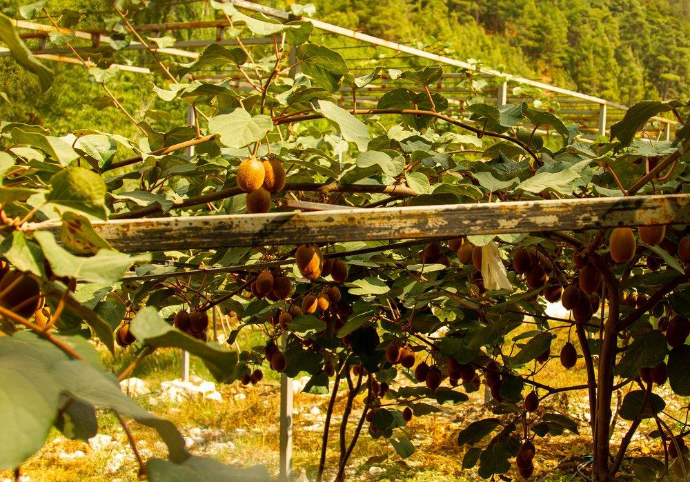 Kiwi Harvest