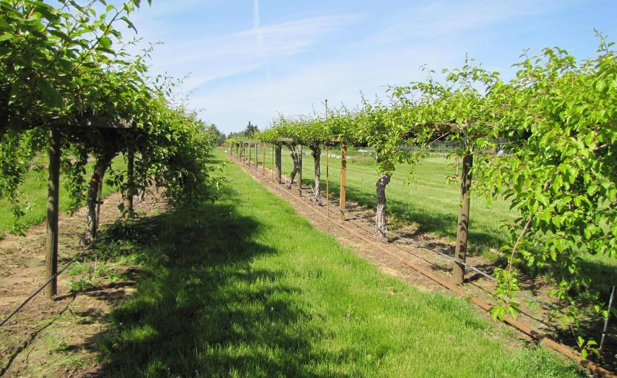 Kiwi Orchard