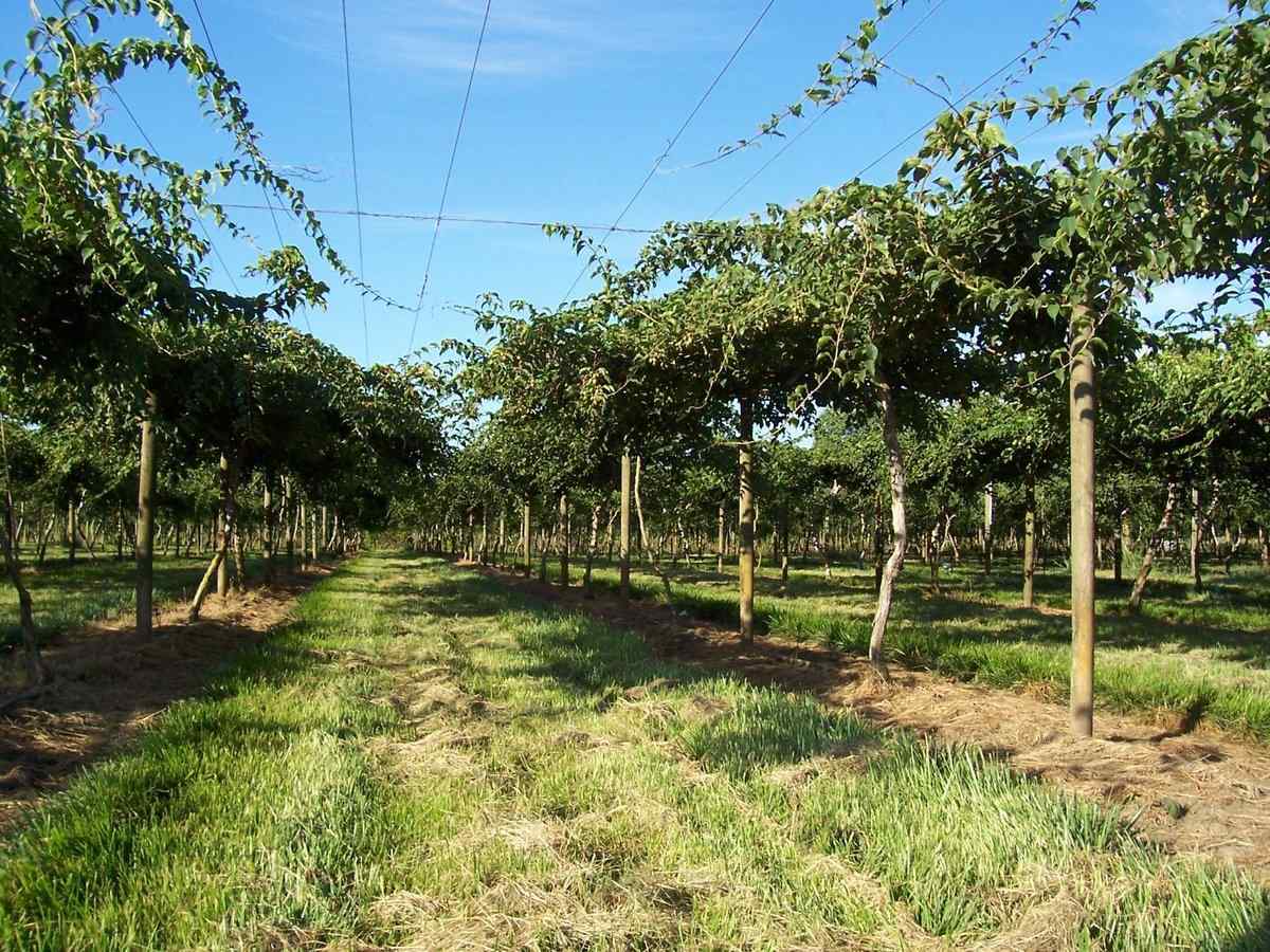 Kiwi Orchard